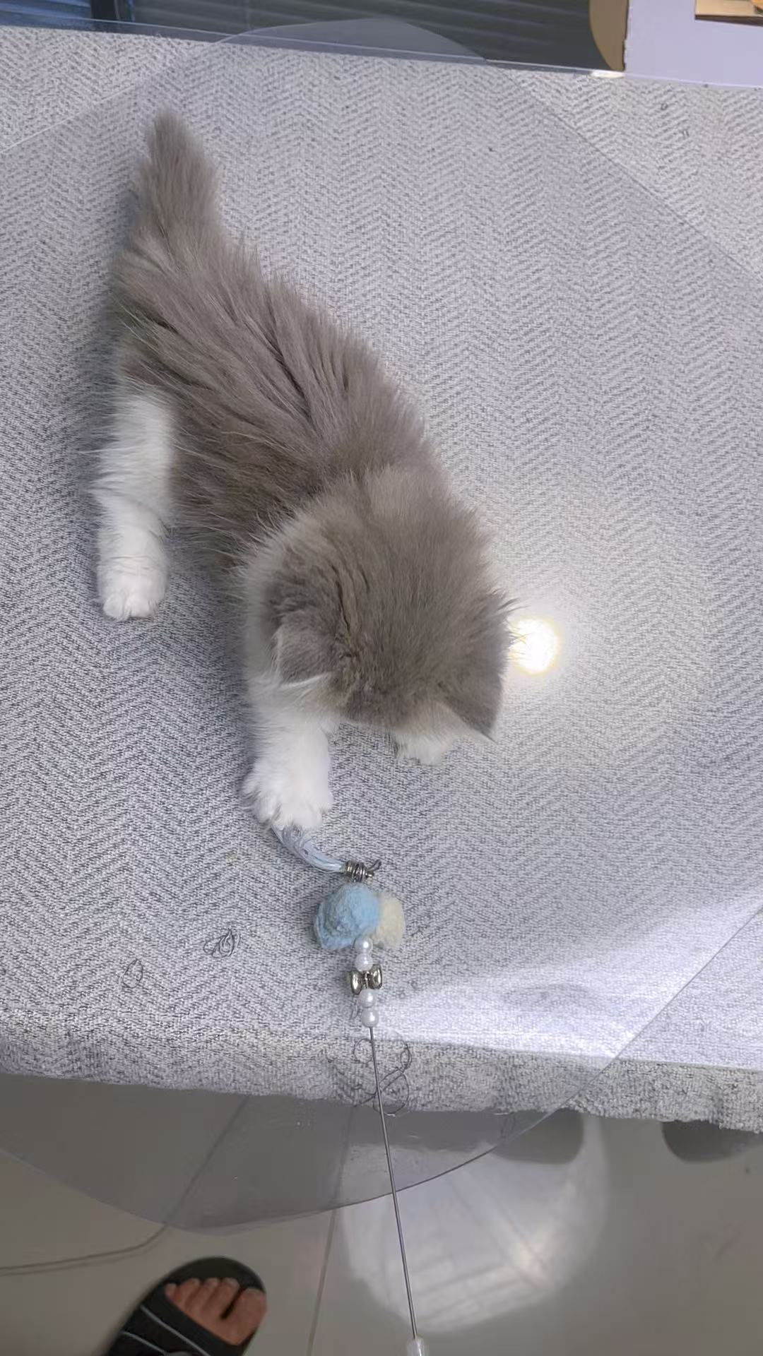 蓝金加白拿破仑